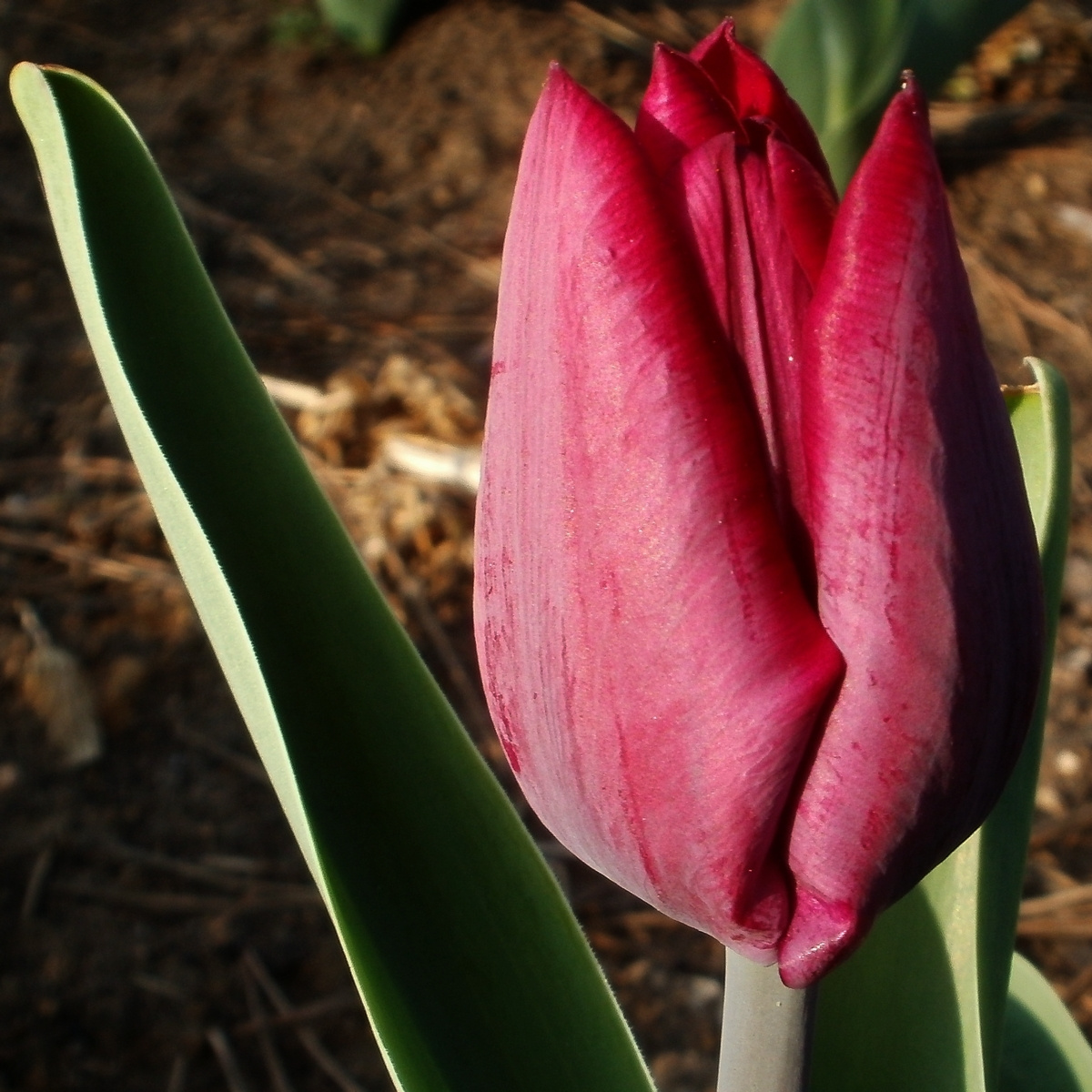 Variációk tulipánra 3.