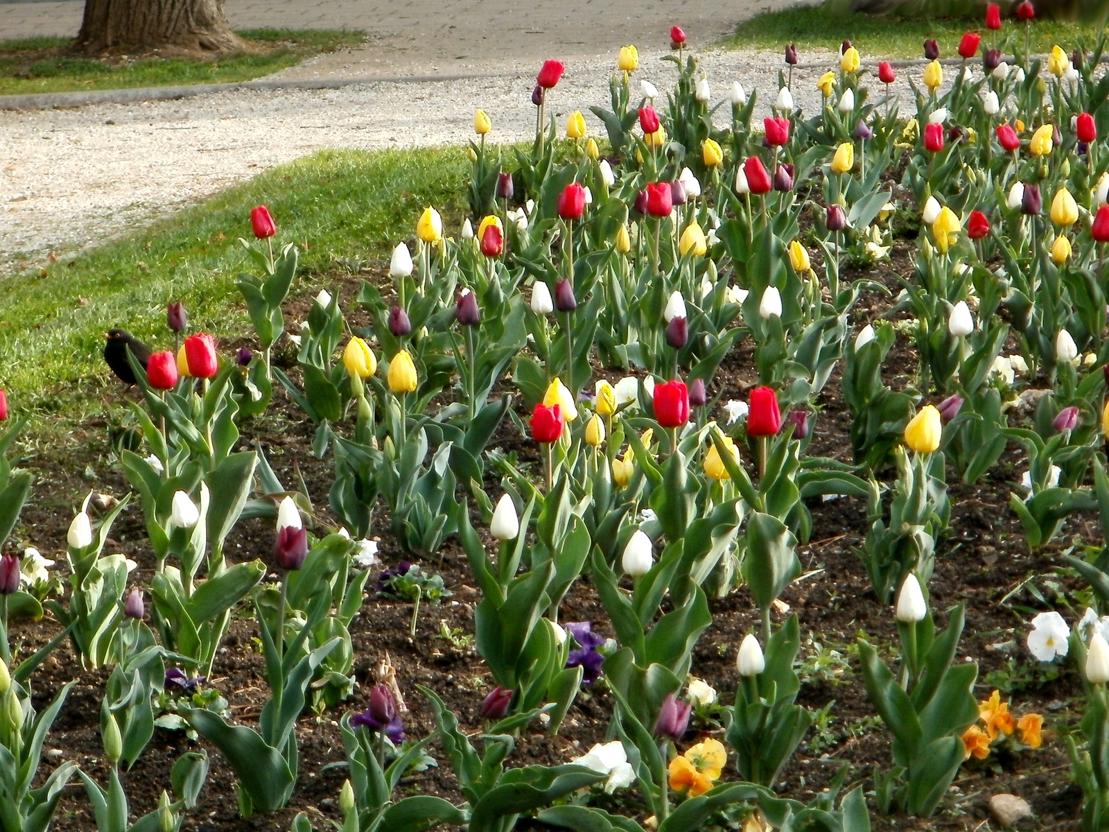 Variációk tulipánra 7.