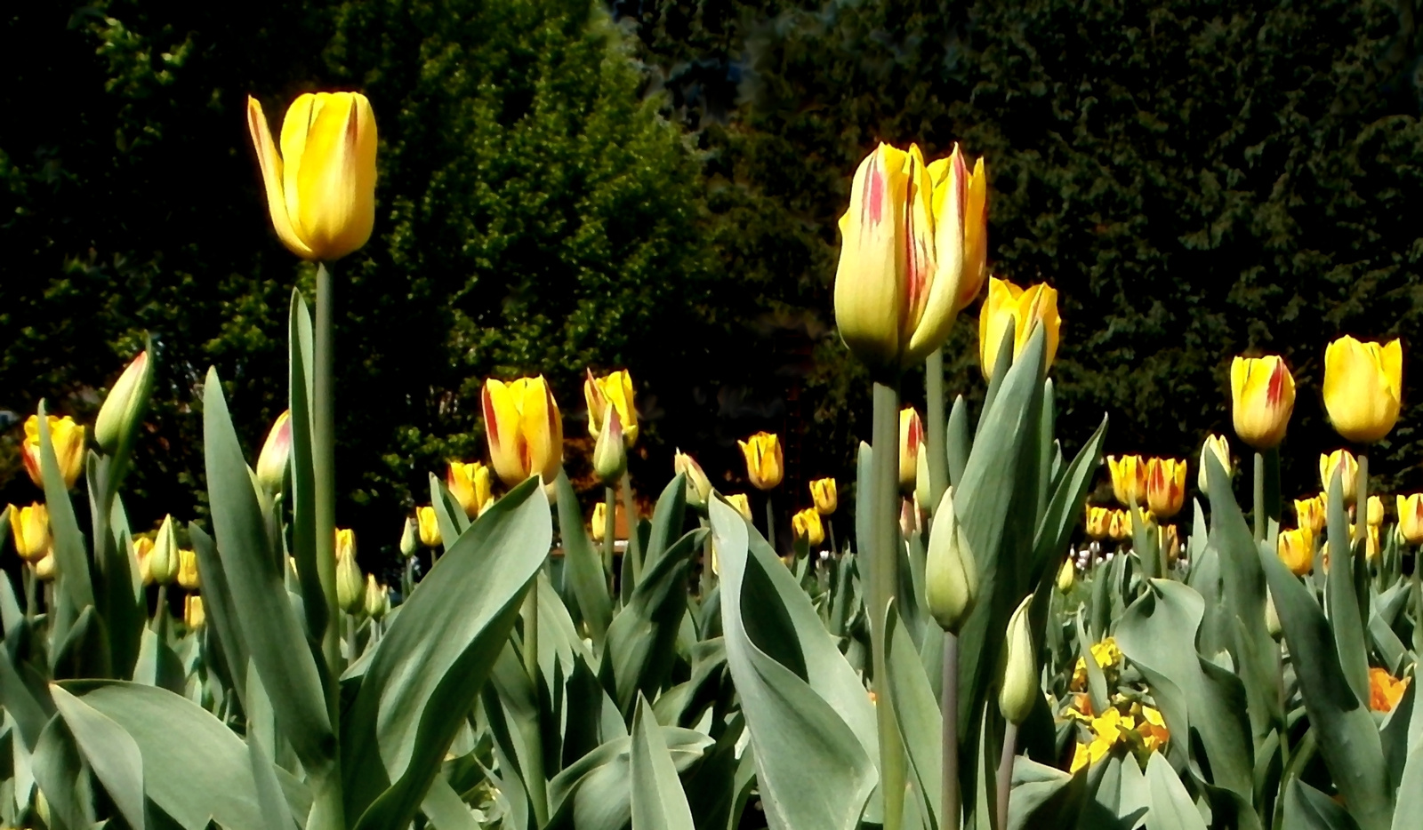 Variációk tulipánra 9.