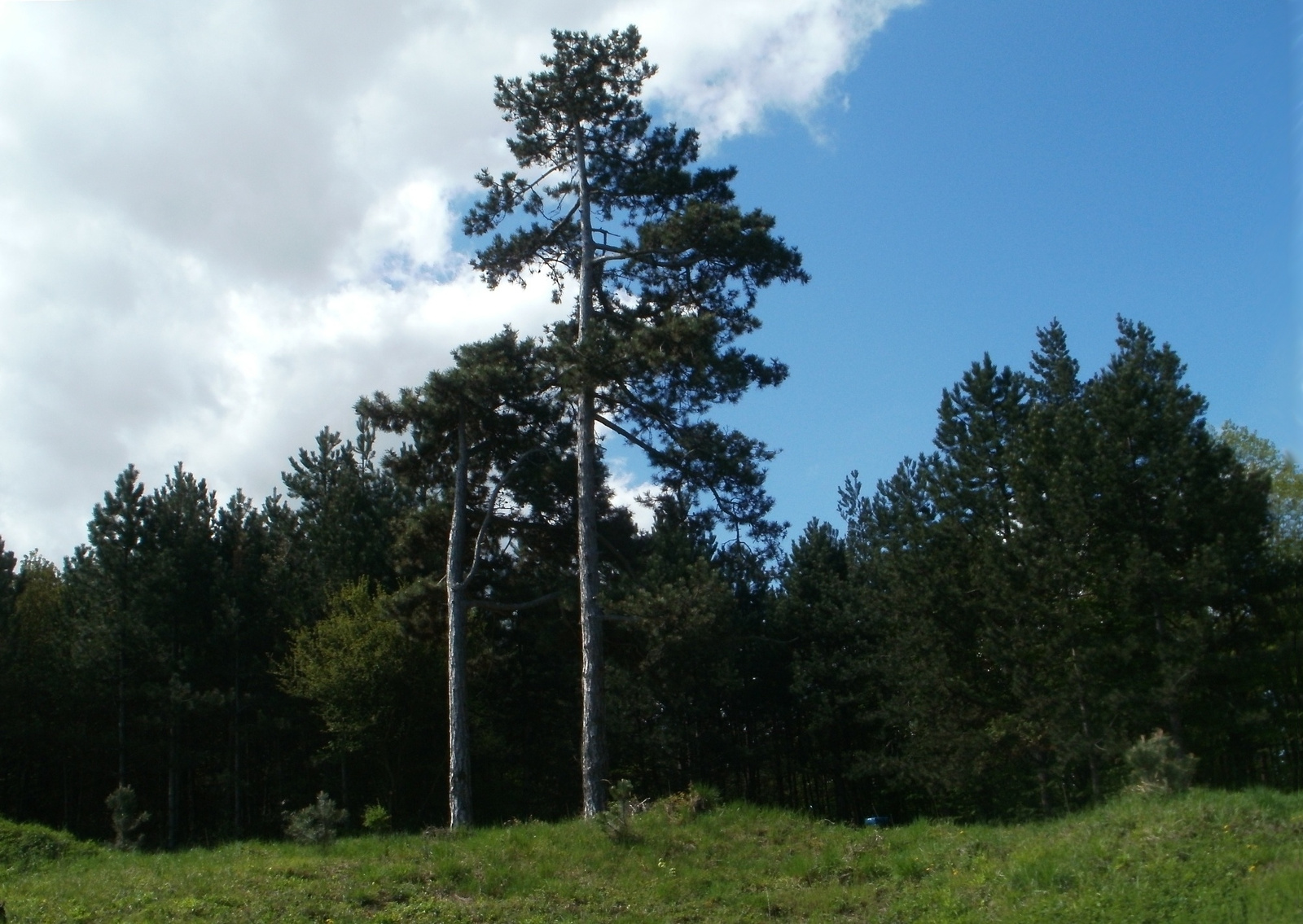 A soproni Dudlesz erdő 1.