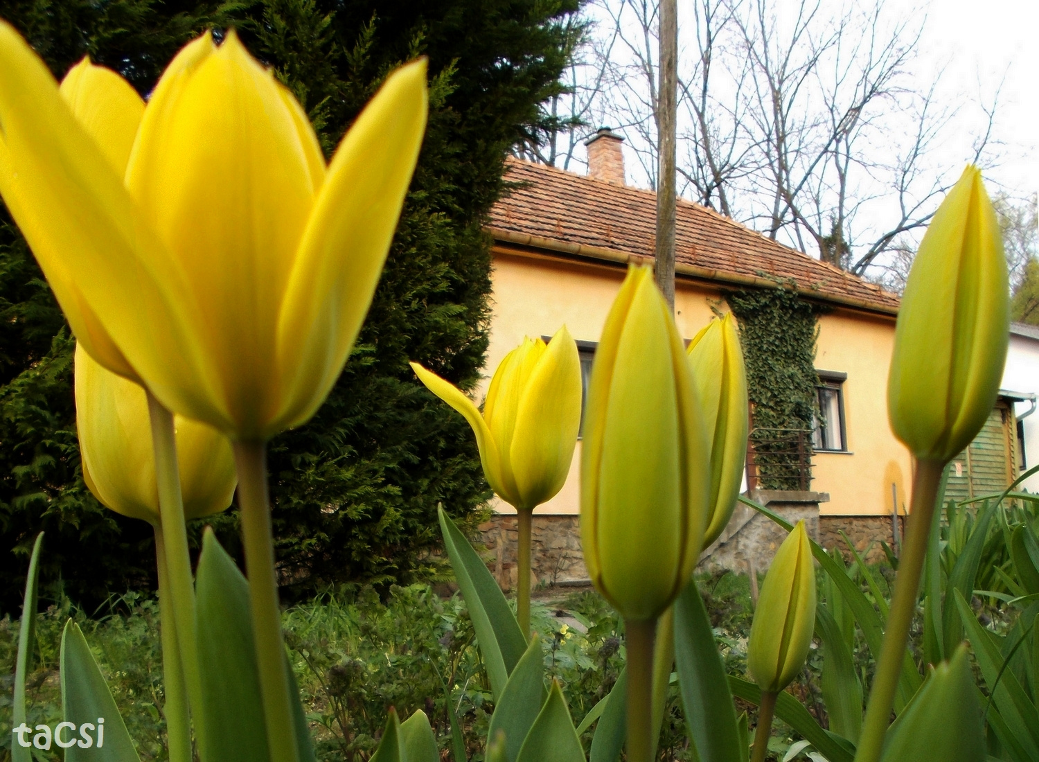 Sárga tulipánok (1)