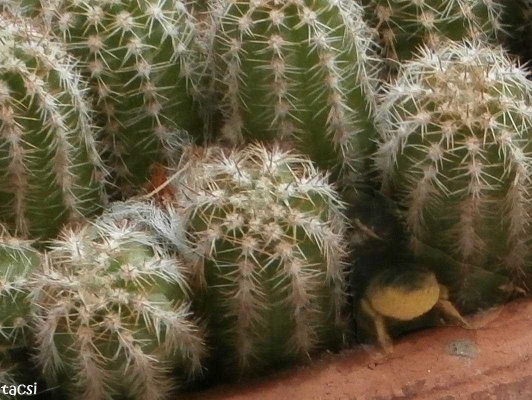 Szabóméh fészek a kaktuszcserépben