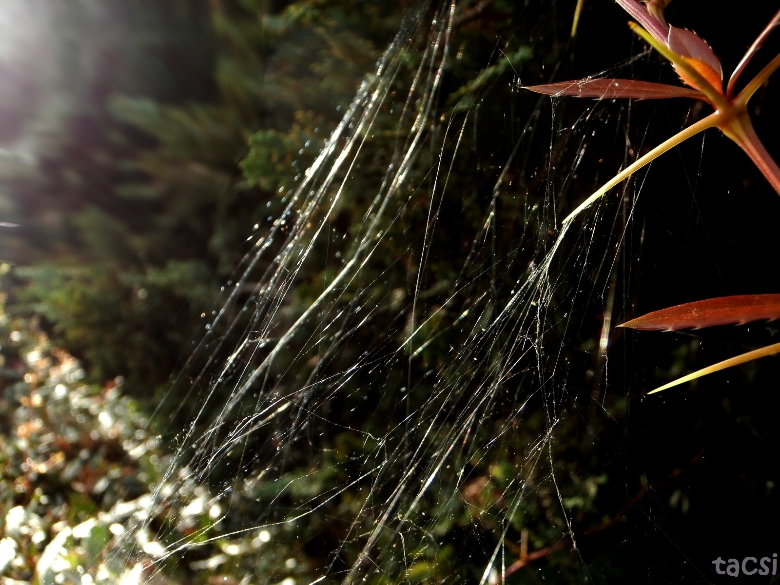 Pókháló őszi sugárban