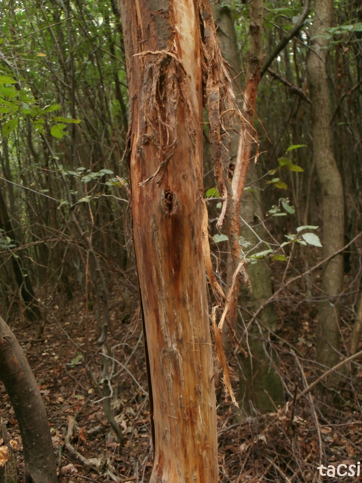 Szarvasagancs csiszolásának nyoma egy fiatal fán