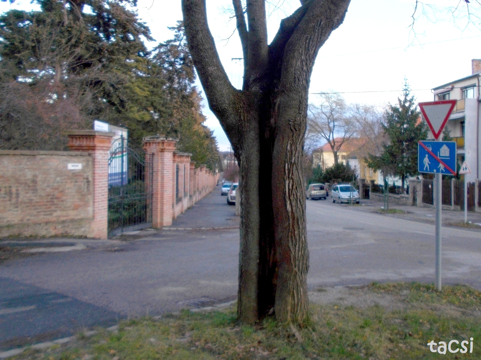 Kettéhasadt fa a Honvéd utca elején