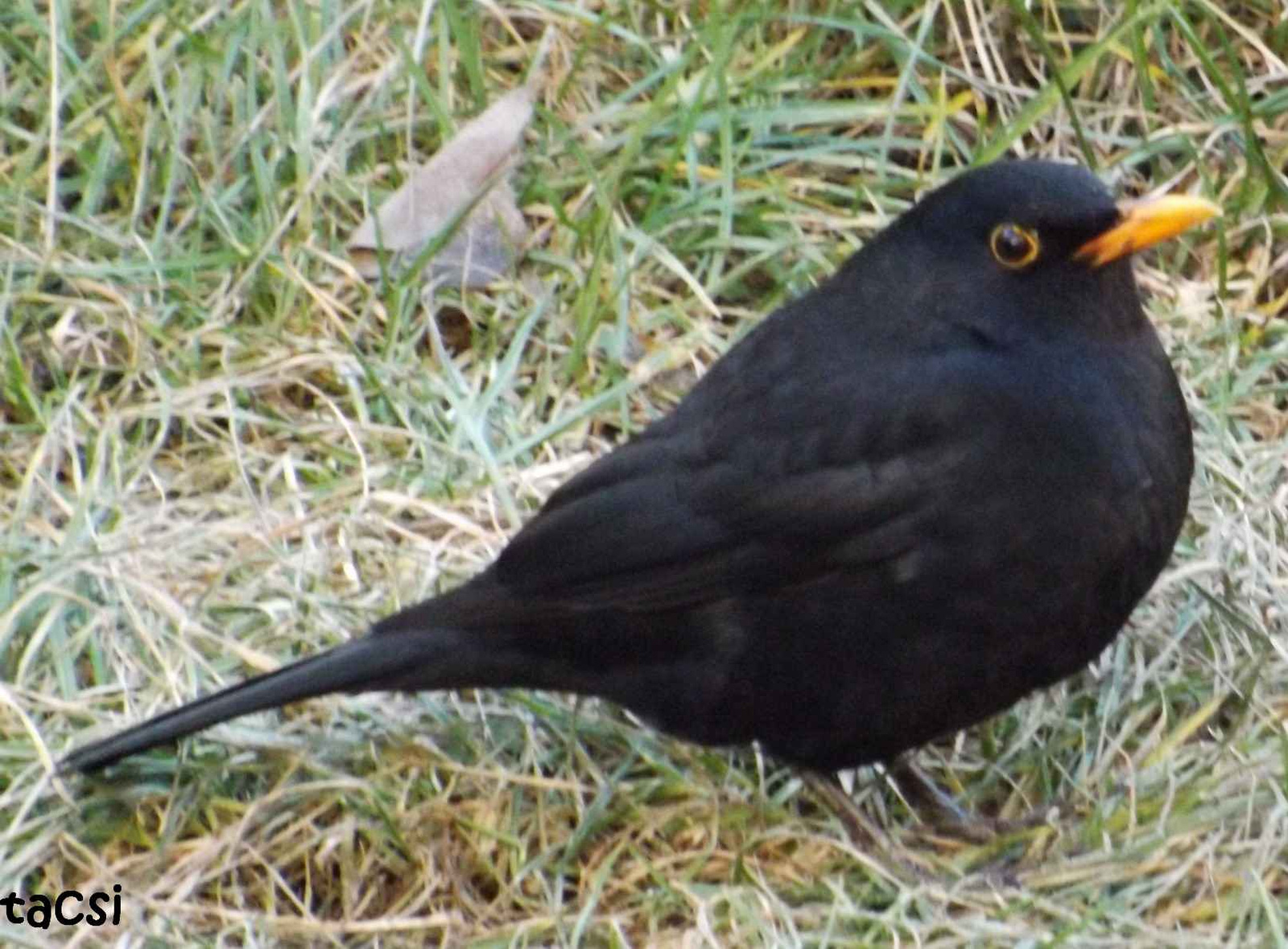 Turdus merula fidelissima