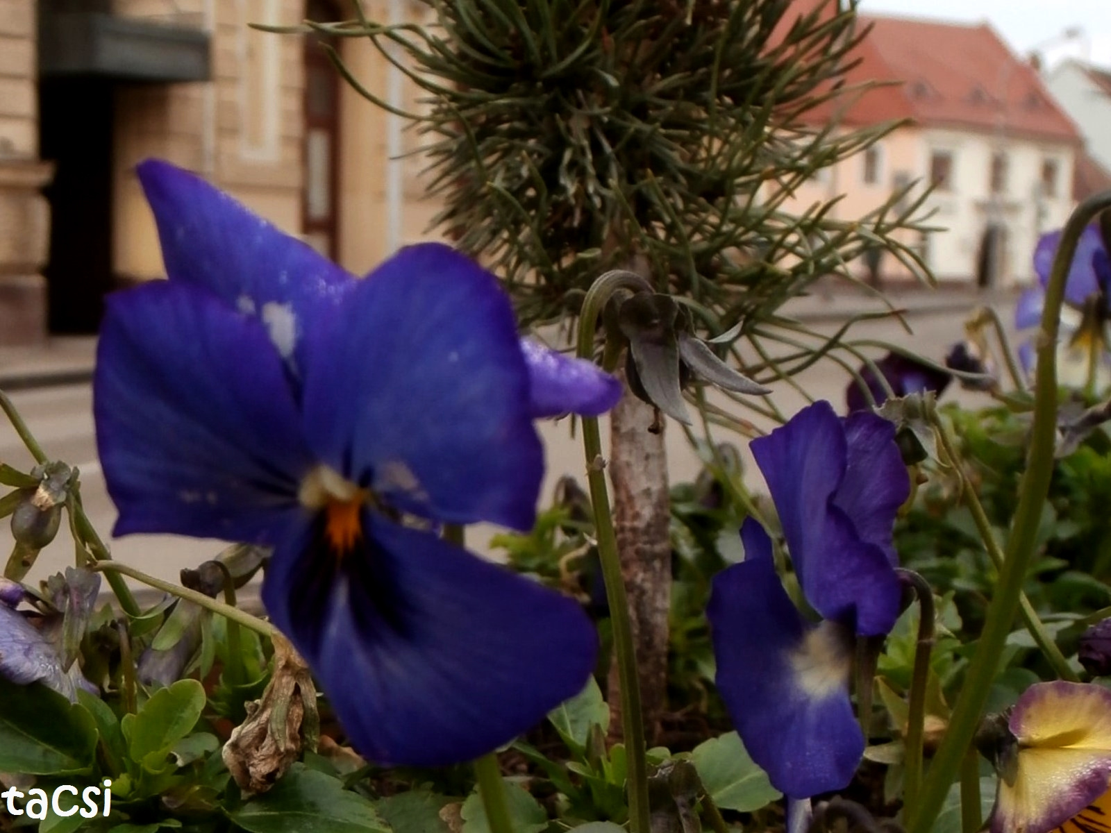 Kék árvácska, városi virág
