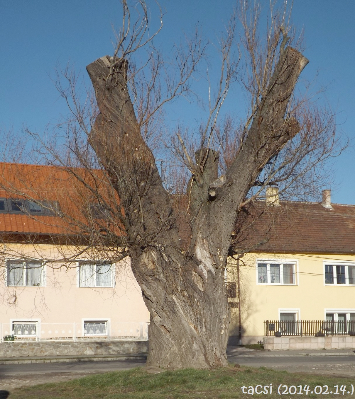 A fűzfasor nagy öregje