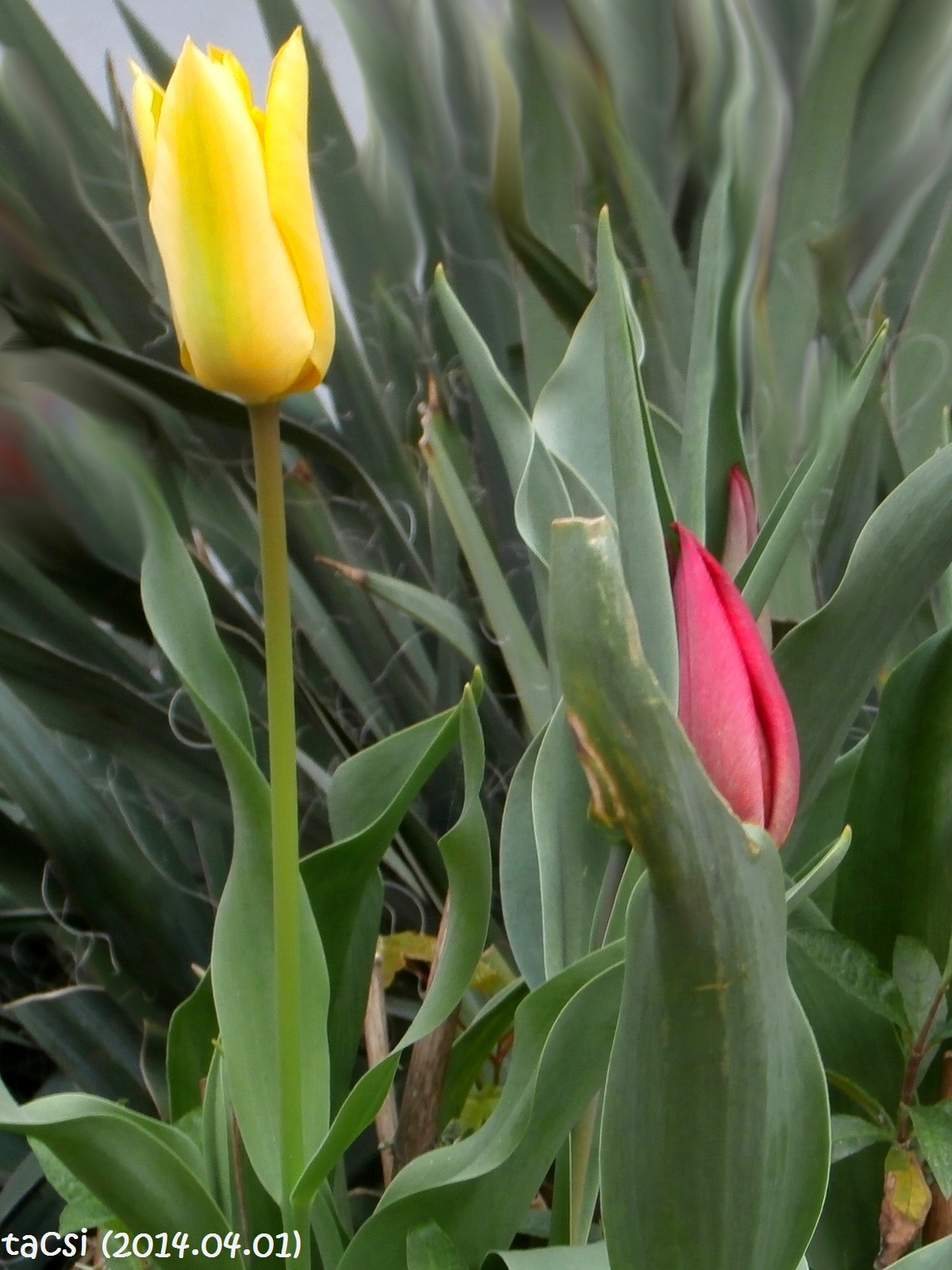 Mórahalomról kapott tulipánjaim kezdenek nyiladozni....