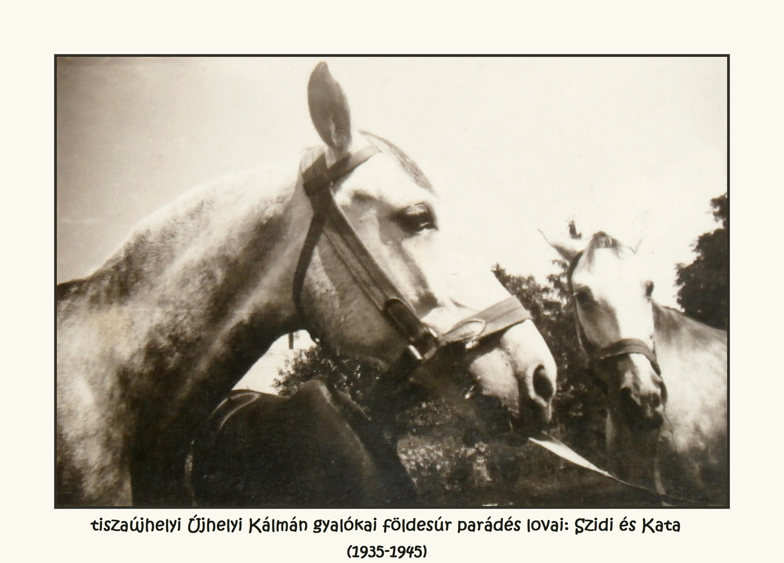 913. Szidi és Kata, parádés lovak (1935-1945))