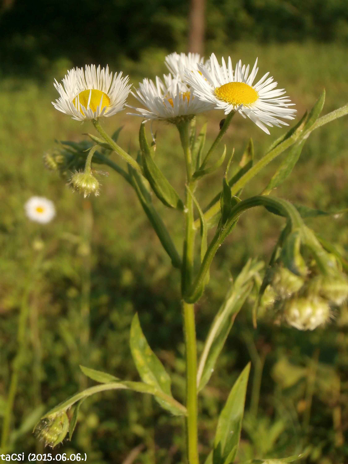 Küllőrojt