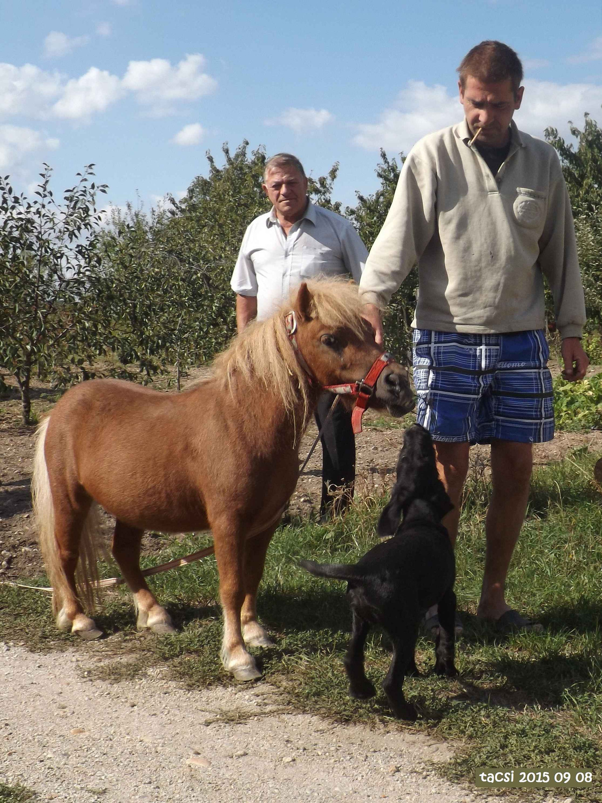 Dodo, a törpe póniló kismama