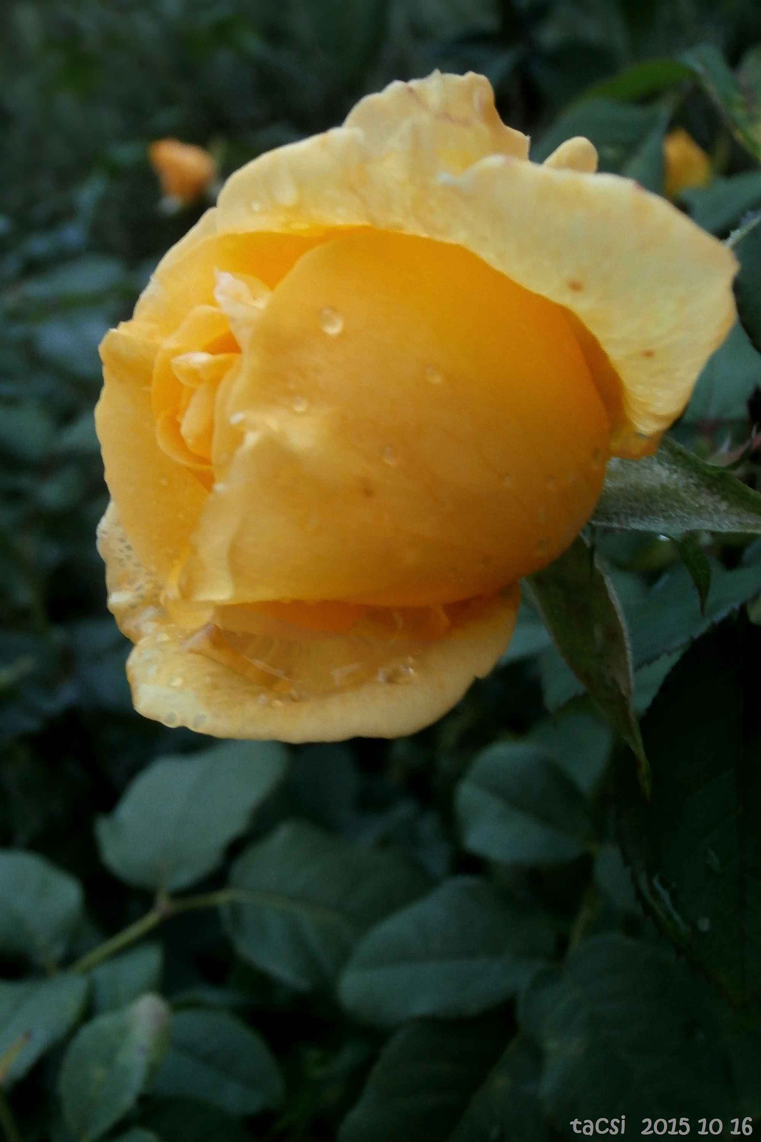 Rózsa esős alkonyatkor