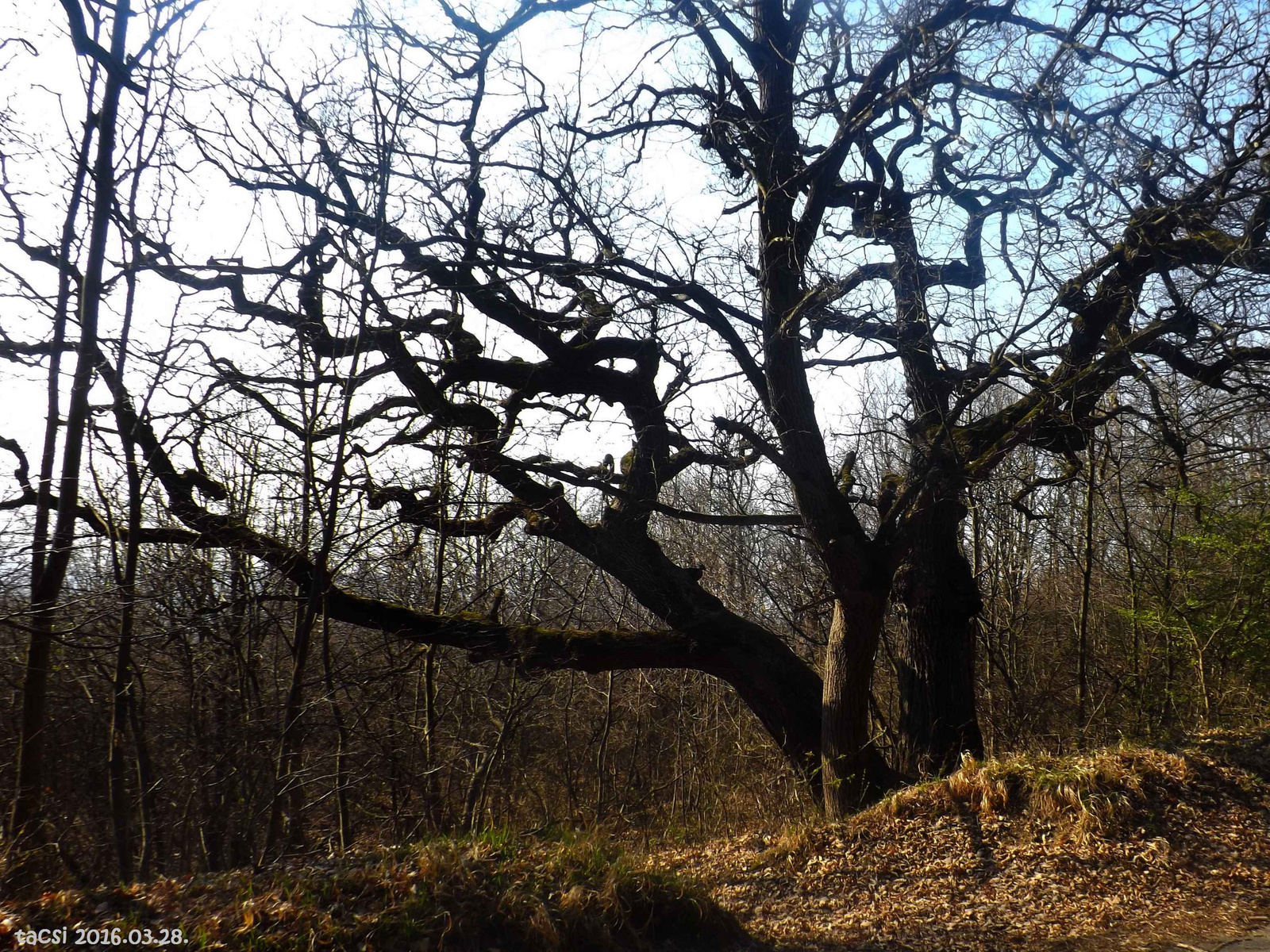 Ágas-bogas fa a régi Csordahajtó útnál