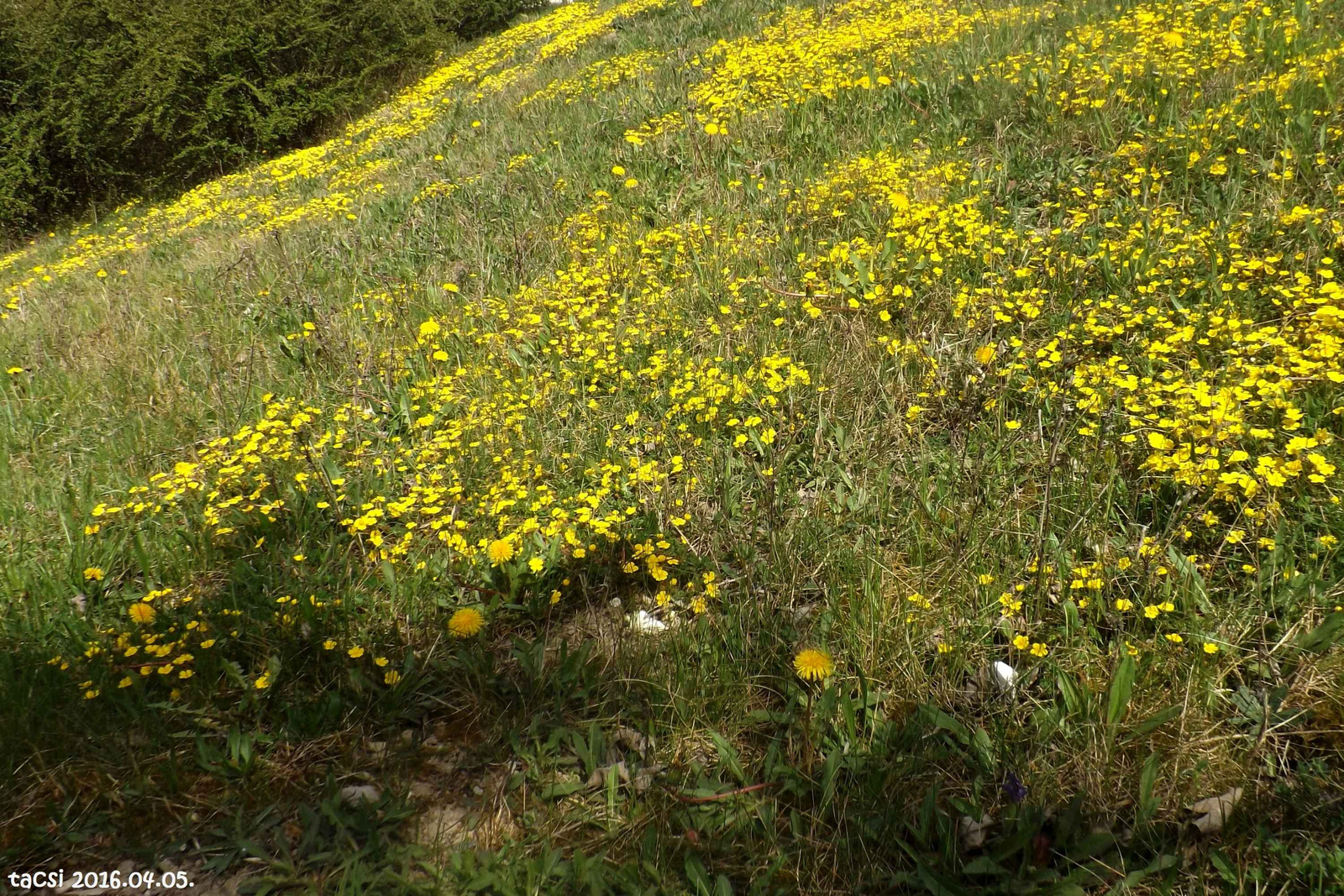 Sárgavirágos tavaszi domboldal