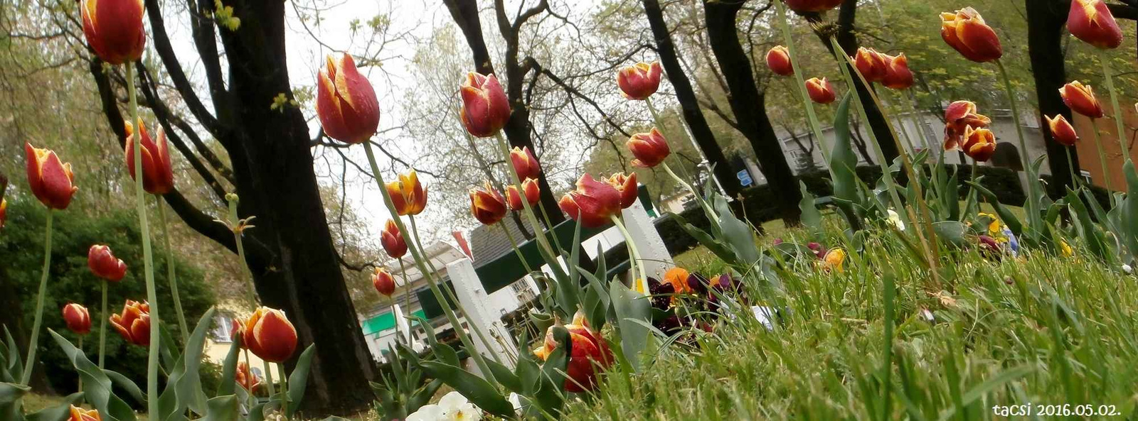 Táncoló tulipánok