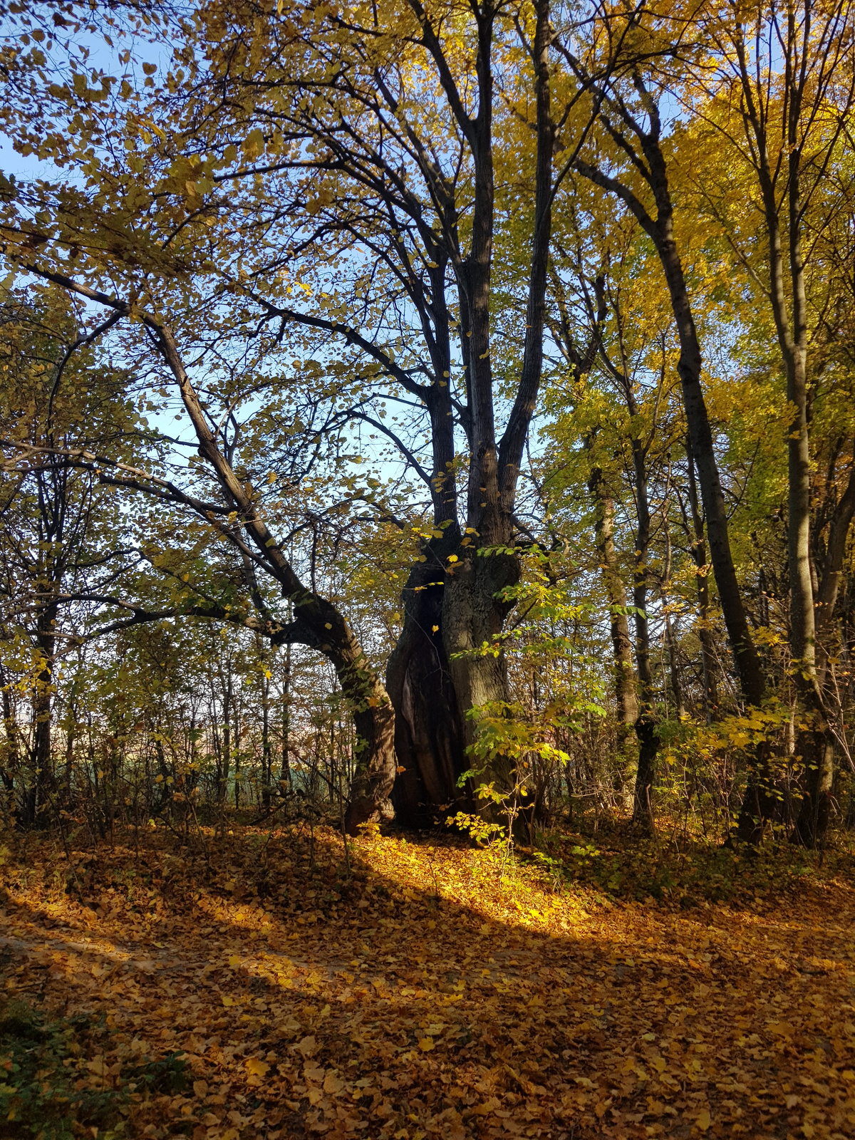 Üreges fa a Bakonyban Szarvaskút közelében