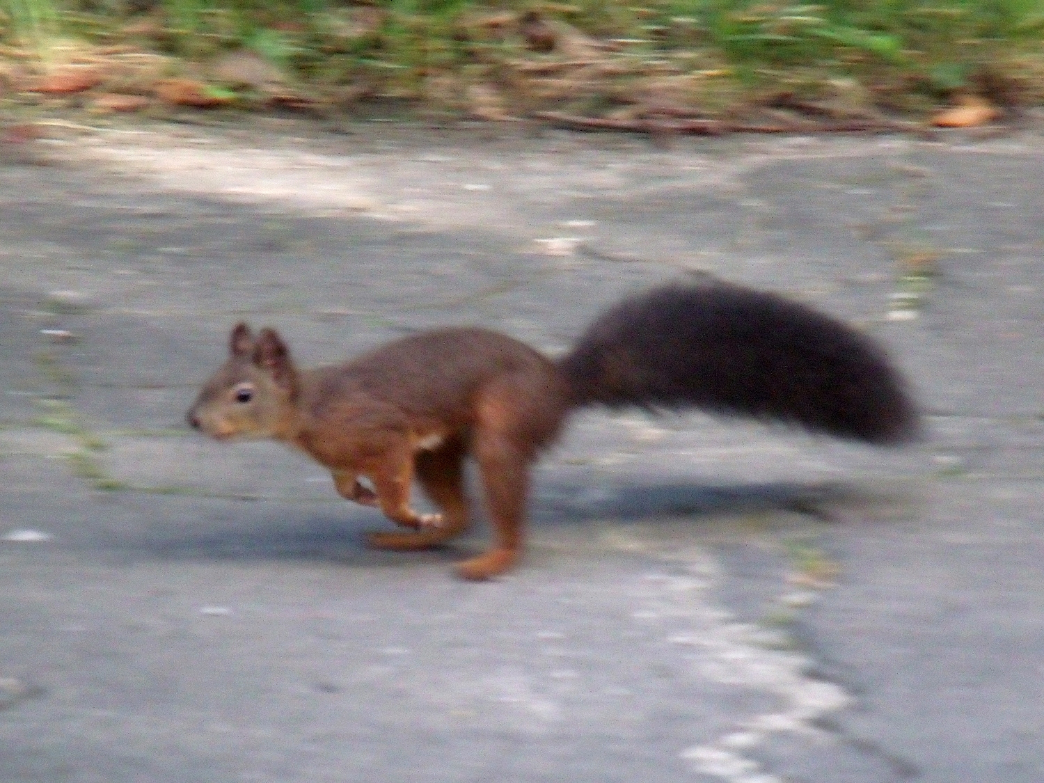 Menekülő mókus