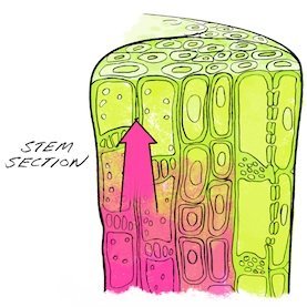 plant cell 2