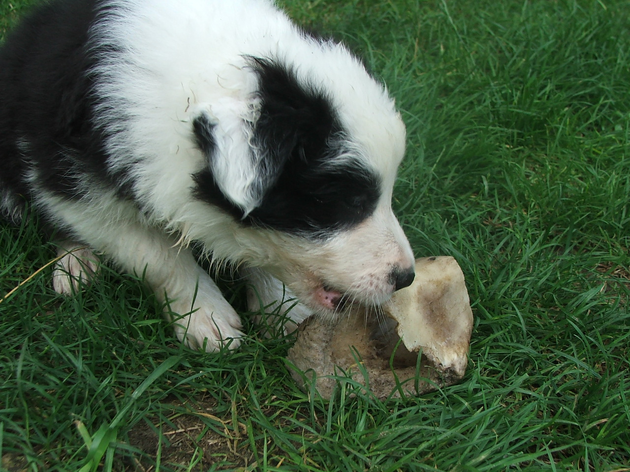 2011 .Lajosmizse-Forestry Farm 041