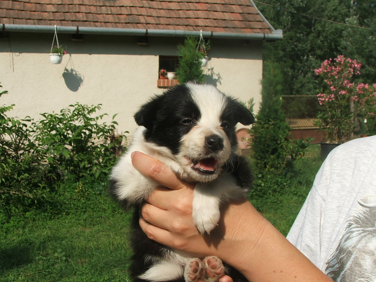 2011 .Lajosmizse-Forestry Farm 098