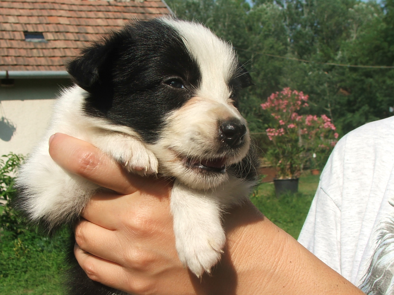 2011 .Lajosmizse-Forestry Farm 099