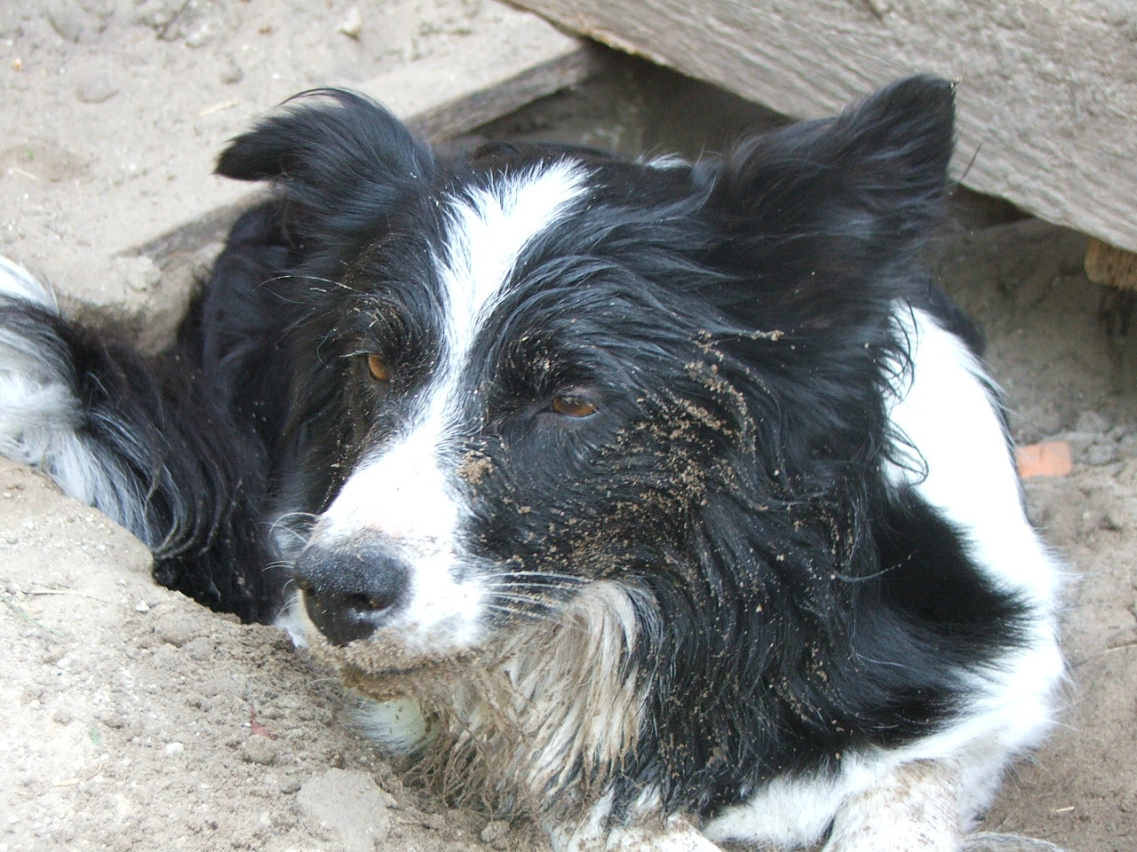 2011 .Lajosmizse-Forestry Farm 166