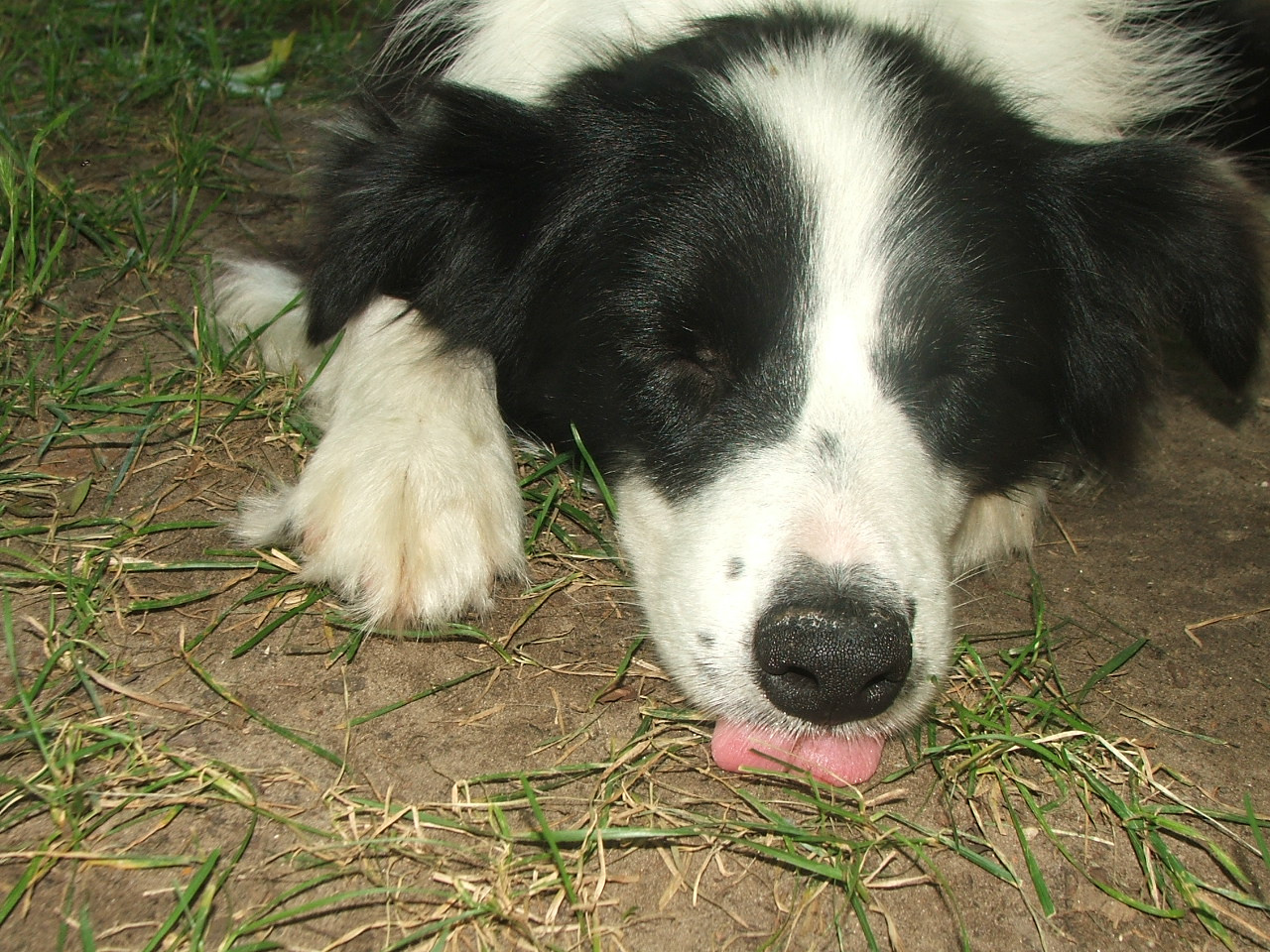 2011 .Lajosmizse-Forestry Farm 179