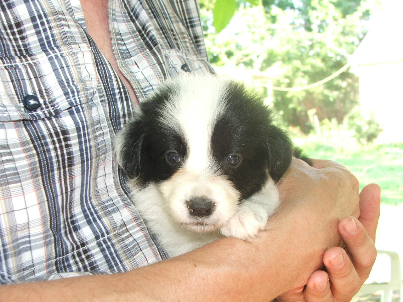 2011 .Lajosmizse-Forestry Farm 185