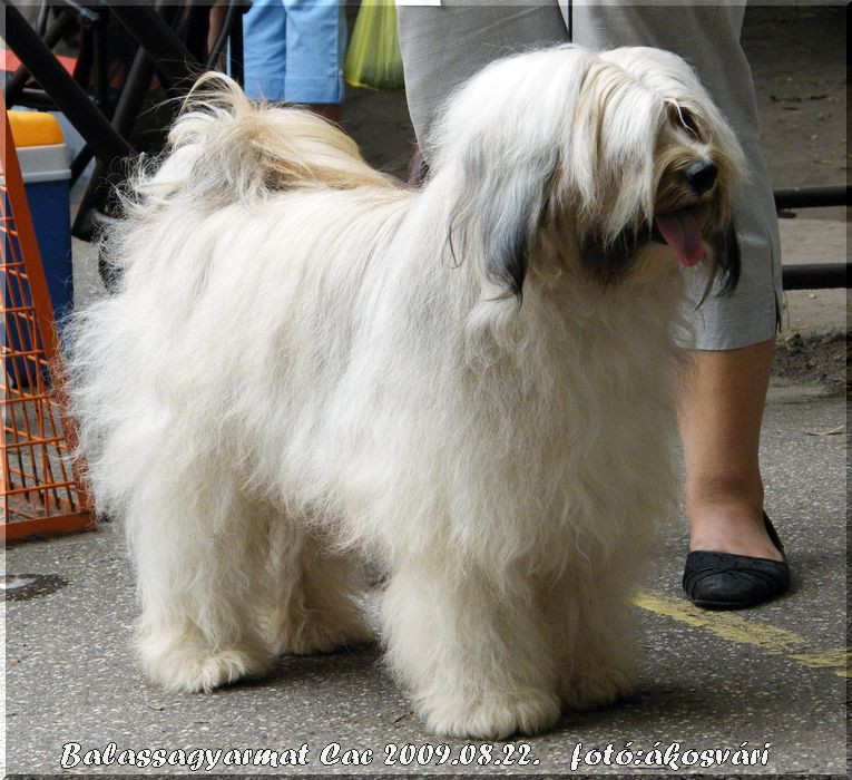 CH Rozsdás Halász Yaris Tibeti terrier fedezőkan -kamasz 02