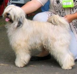 CH Rozsdás Halász Yaris Tibeti terrier fedezőkan -kamasz 07