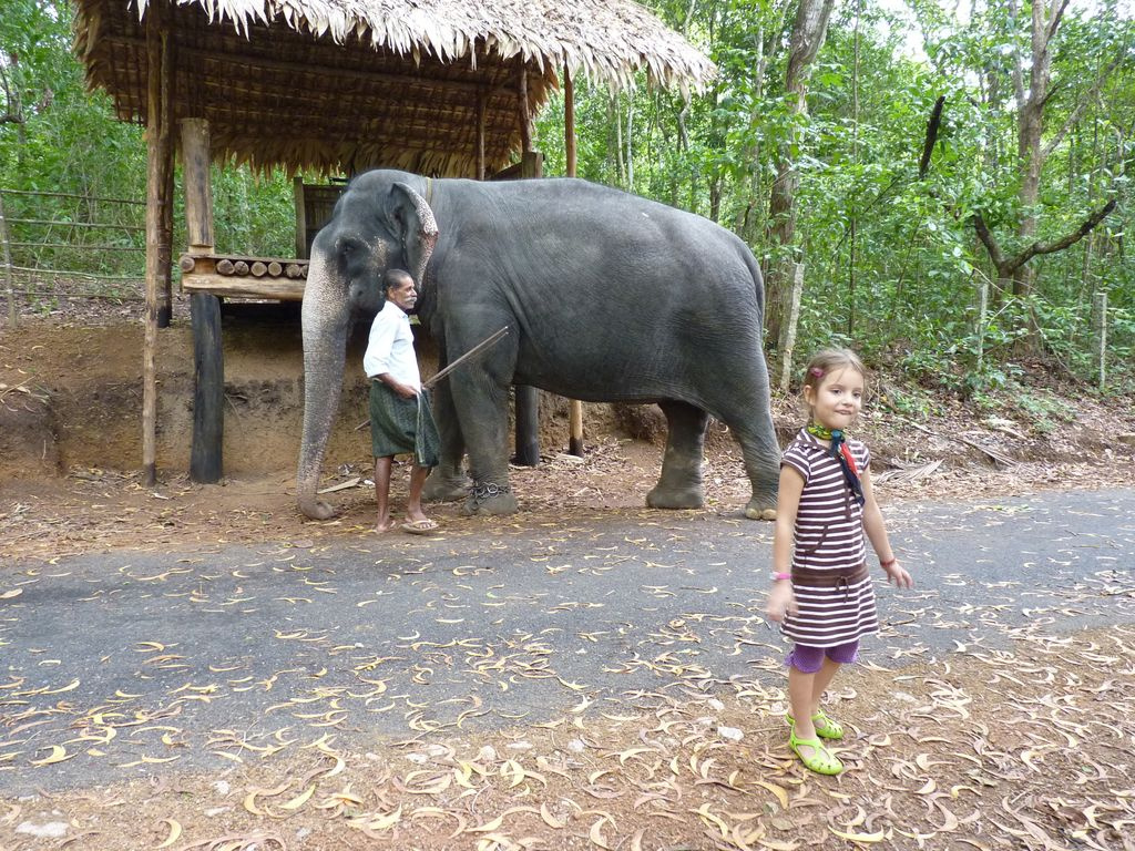 Indiai elefánt - 11