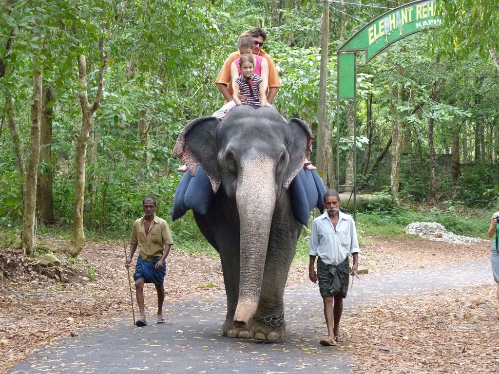 Indiai elefánt - 19