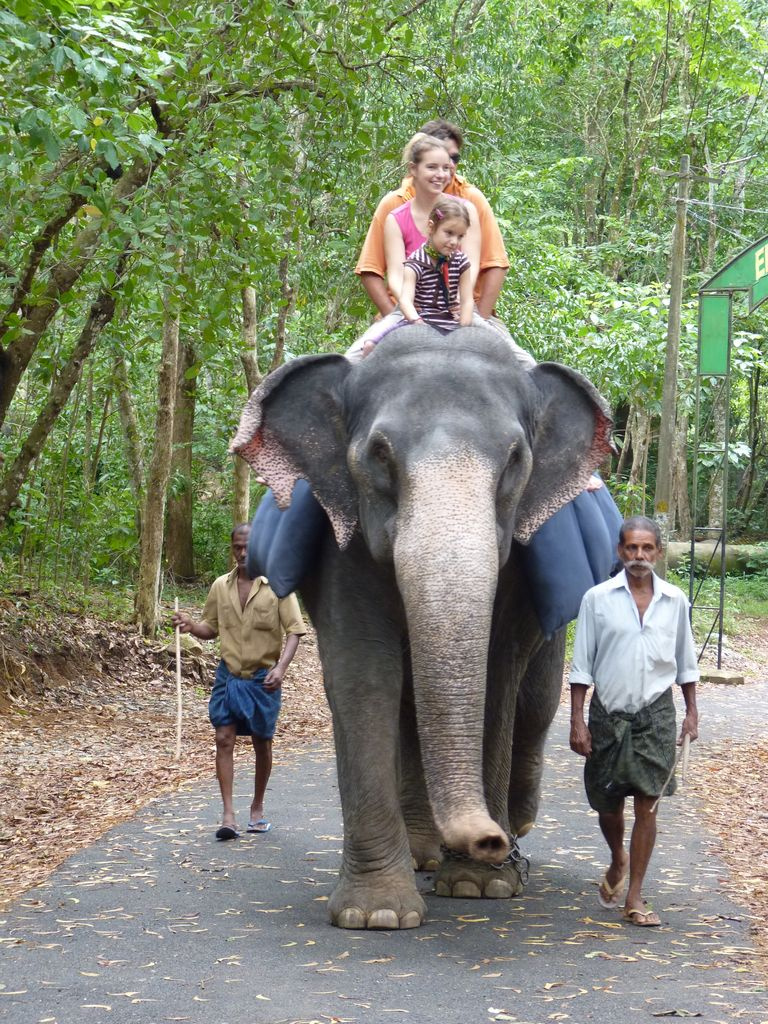 Indiai elefánt - 20