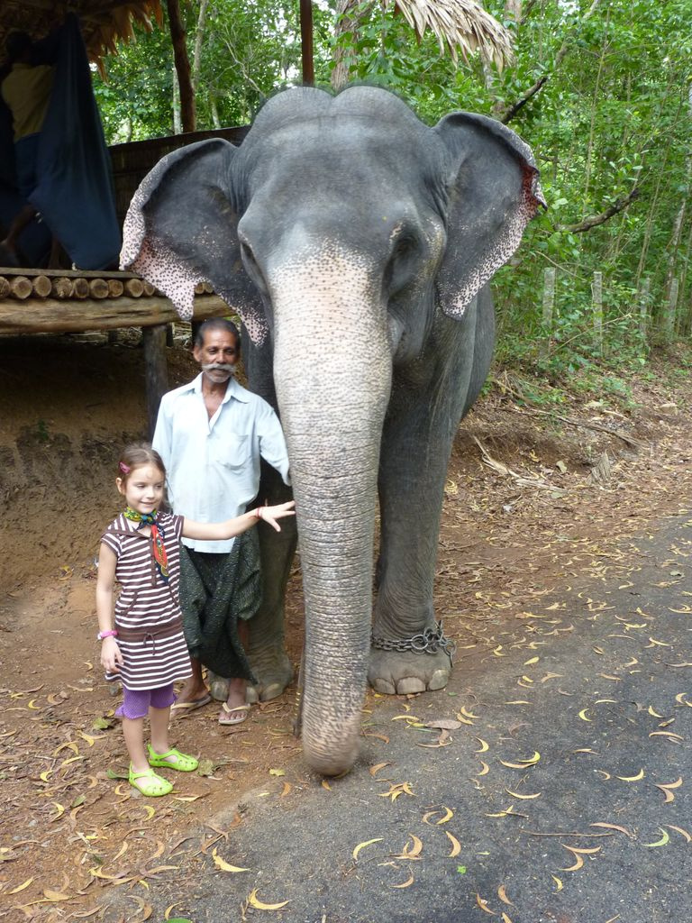 Indiai elefánt - 27