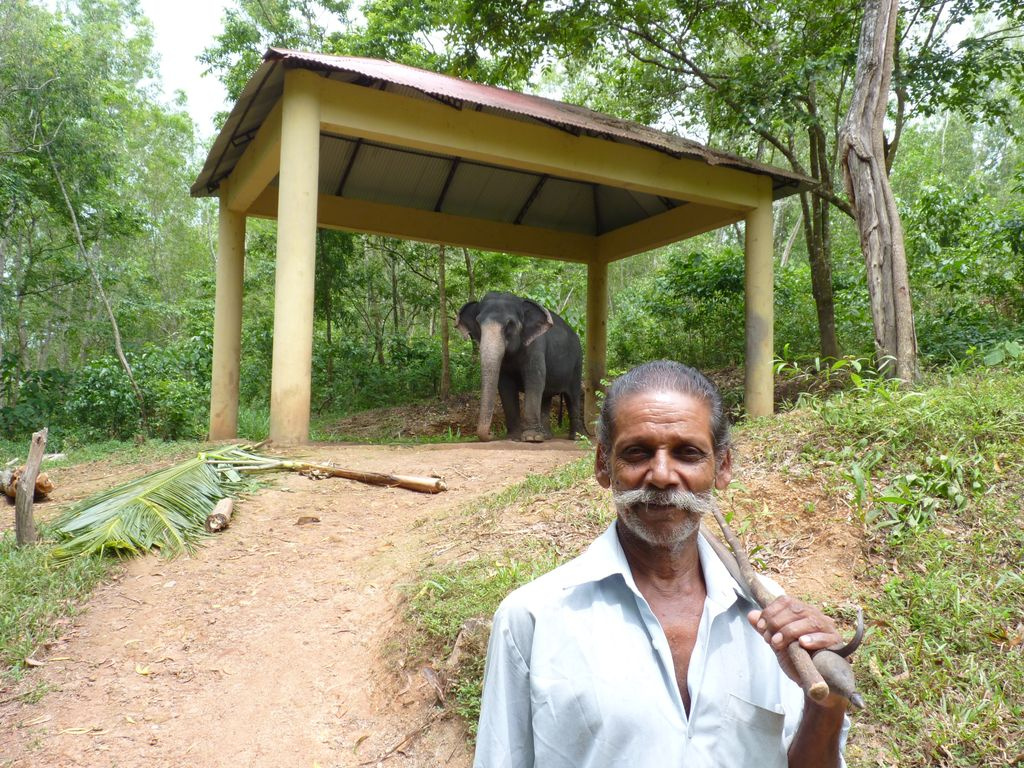 Indiai elefánt - 28
