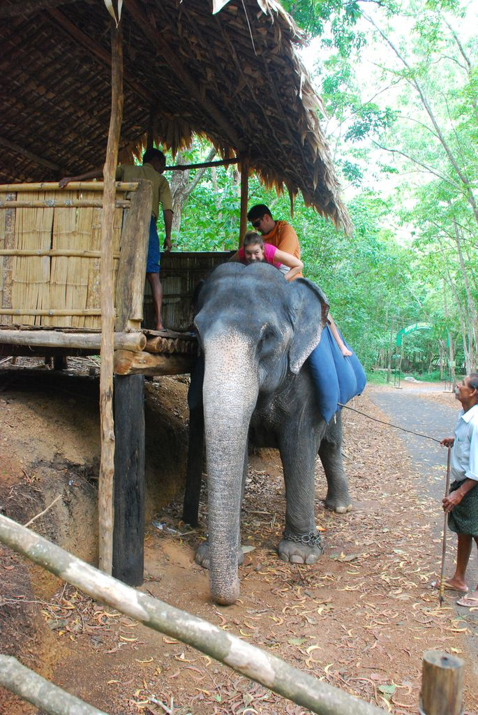 Indiai elefánt - 47