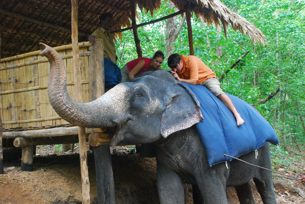 Indiai elefánt - 48