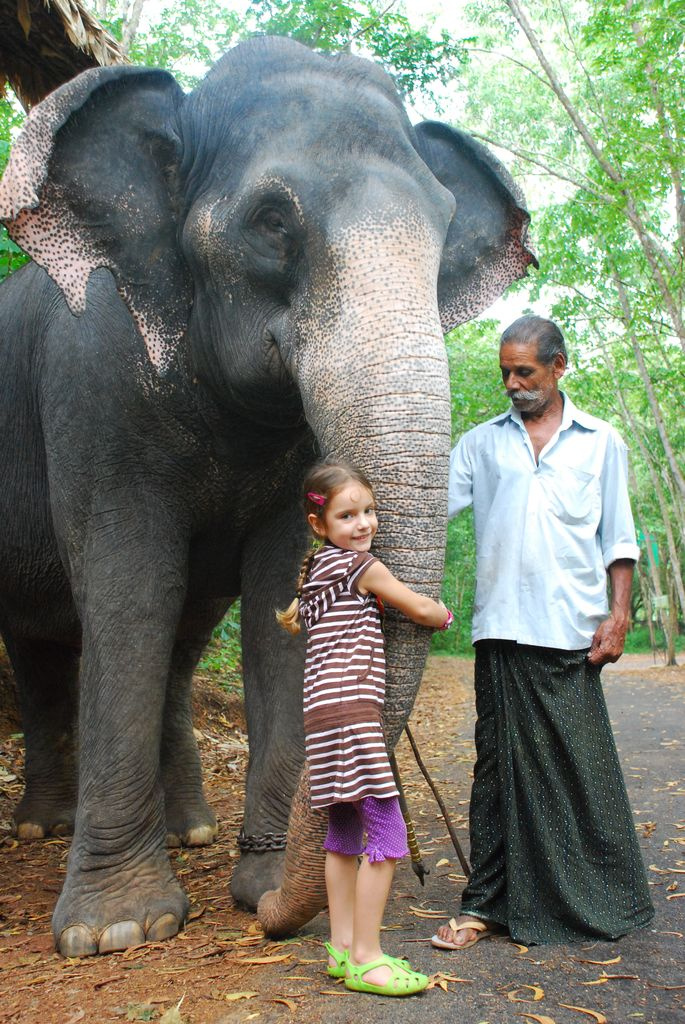 Indiai elefánt - 61