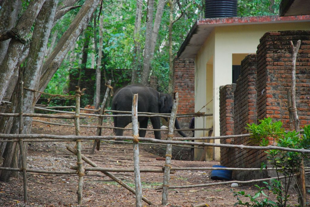 Indiai elefánt - 73