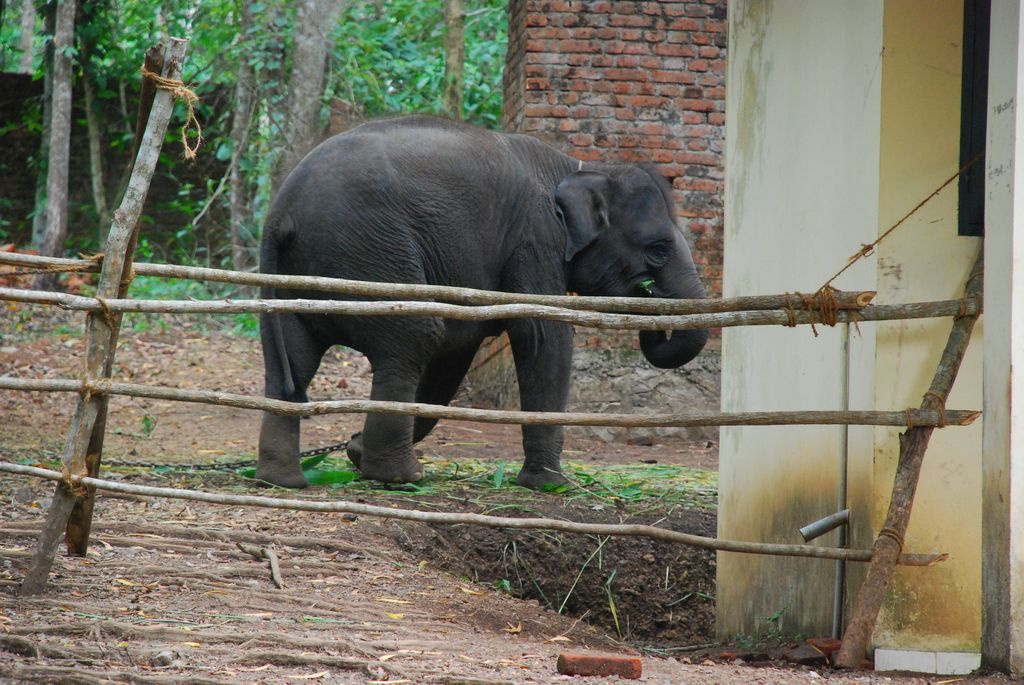 Indiai elefánt - 76