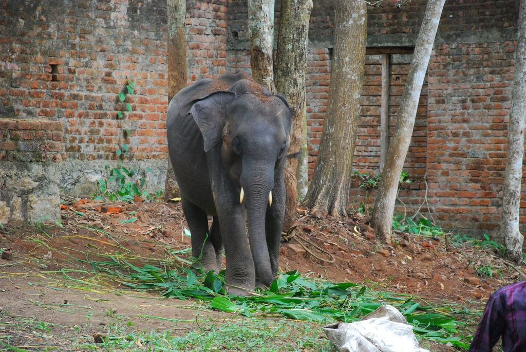 Indiai elefánt - 77