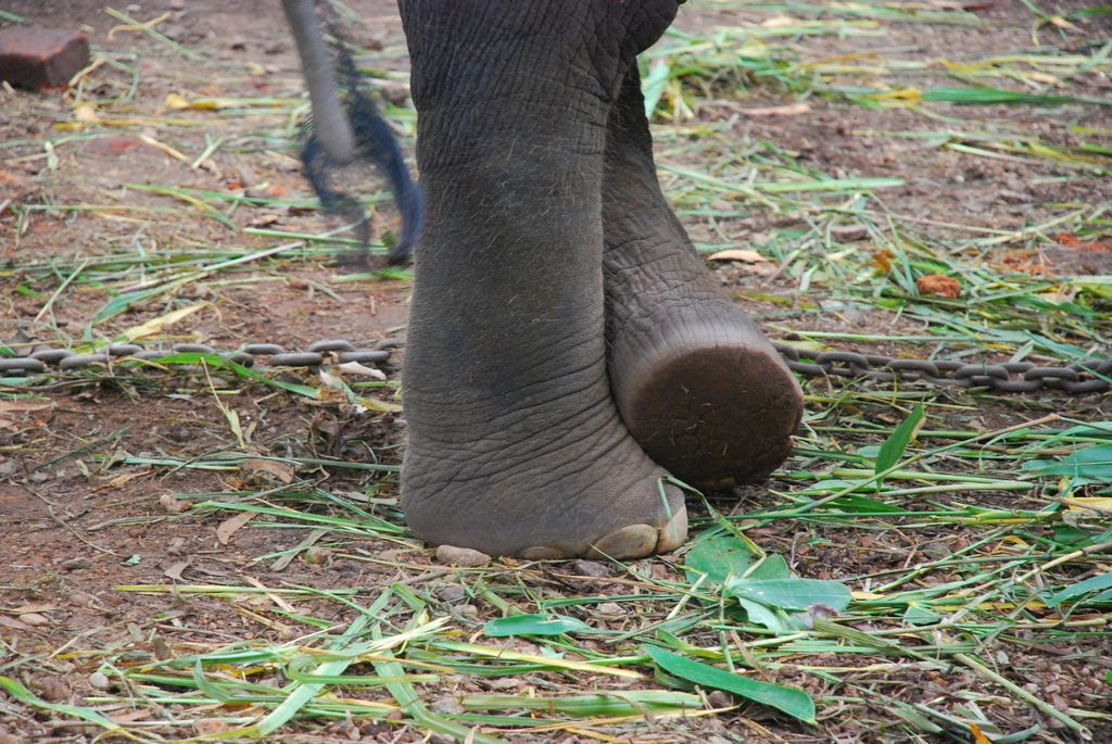 Indiai elefánt - 84