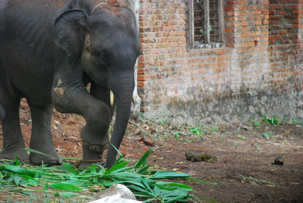 Indiai elefánt - 85