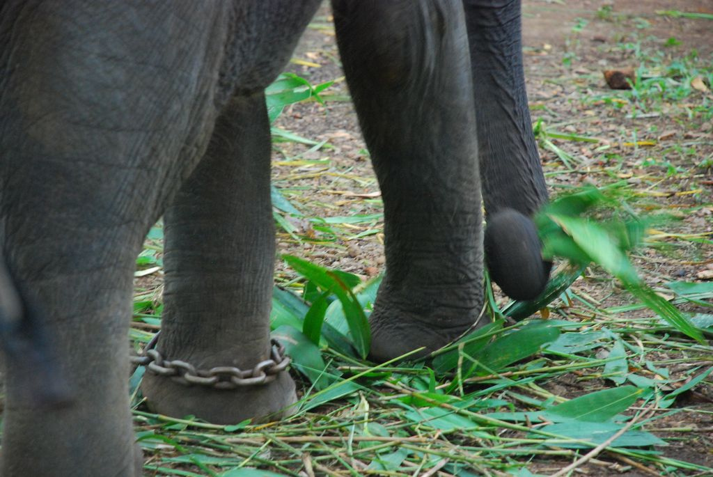 Indiai elefánt - 86