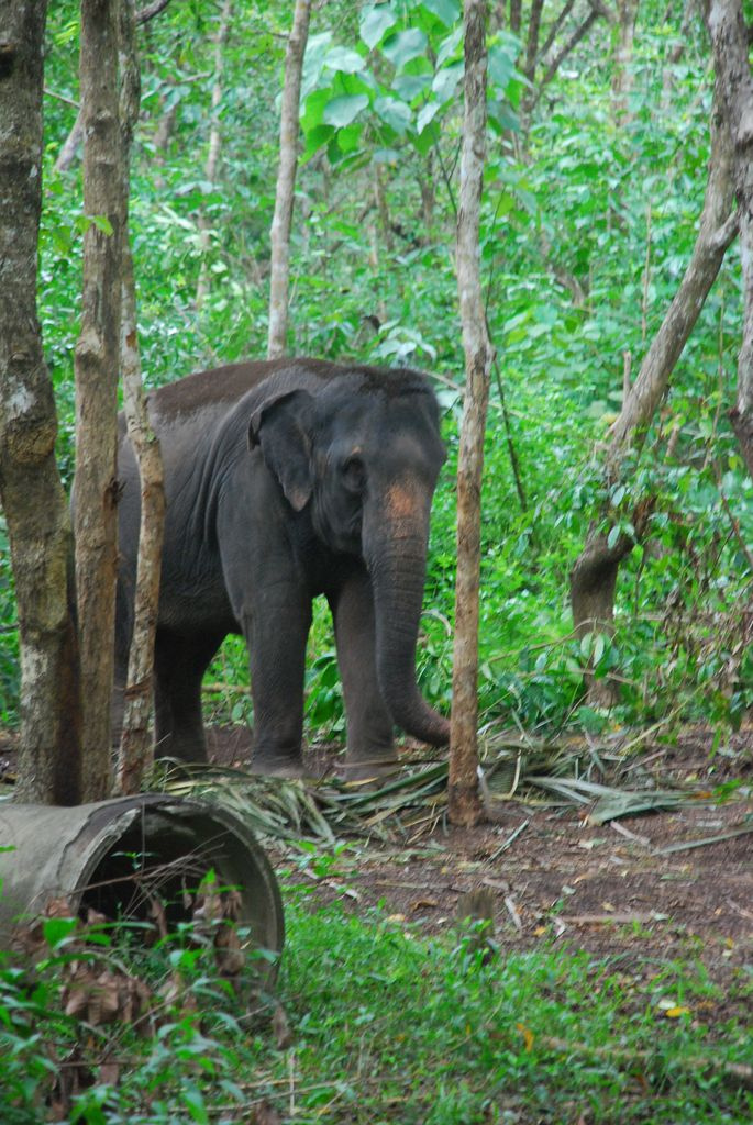 Indiai elefánt - 88