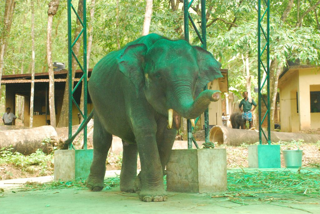 Indiai elefánt - 94
