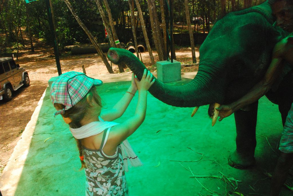 Indiai elefánt - 96