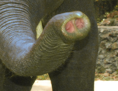 Indiai elefánt - 101