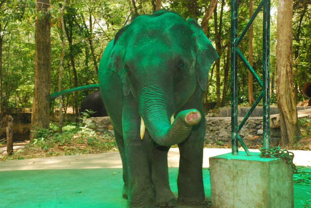 Indiai elefánt - 102